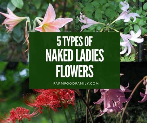 bare naked lady flower|13 Types of Naked Ladies and How to Care for Them